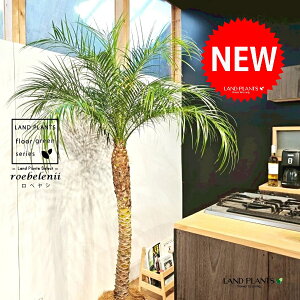 tFjbNXixj[F180cmj 10 F ZA[g 1 yMERRt@Coz H170cm x  A Aؔ  V V̖ xV VmL Phoenix roebelenii Miniature Date Palm
