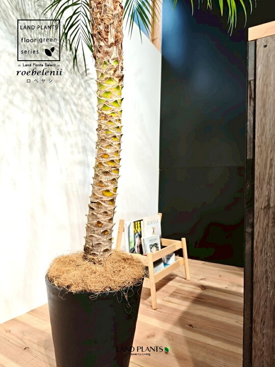 楽天市場】フェニックス（ロベレニー：180cm） 10号 黒色 セラアート鉢 