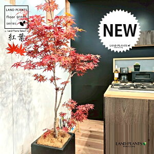 ~WigtFm~Wj 10 F t@Co[ L[u^ 픫 1 yMERRt@Co[z ݂ gt JGf  쑺~W 쑺gt  TVm Ԍn~W Japanese