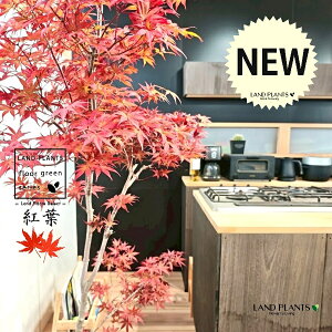 モミジ(紅葉:ノムラモミジ) 10号 灰色 ファイバー製 キューブ型 陶器鉢 1鉢 【内部受皿・ココファイバー】 もみじ 紅葉 カエデ 楓 野村モミジ 野村紅葉 武蔵野 ムサシノ 赤系モミジ Japanese