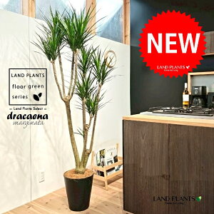 hZii^̖؁FRVlj 10 F ZA[g 1 yMERRt@Co[zhZiRVl hZi}Wi[^ iEPcWj g֐N N Dracena marg