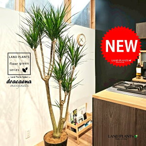 hZii^̖؁FRVlj 10 F ZA[g 1 yMERRt@Co[zhZiRVl hZi}Wi[^ iEPcWj g֐N N Dracena marg