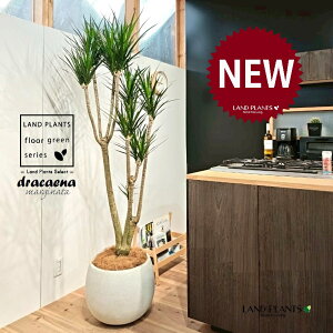 ドラセナ(真実の木:コンシンネ) 10号 白色 ぽってり スタイリッシュ 植木鉢 1鉢 【内部受皿・ココファイバー】コンシンネ マジナータ 竜血樹(リュウケツジュ) 紅覆輪千年木 千年木 Drac