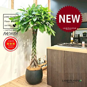 パキラ(編込み) 10号 黒色 ぽってり スタイリッシュ 植木鉢 1鉢 【内部受皿・ココファイバー】発財樹(Money tree) カイエンナッツPachira aquatica