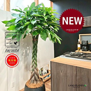 pLiҍ݁j 10 F ۂĂ X^CbV Aؔ 1 yMERRt@Co[ziMoney treej JCGibcPachira aquatica