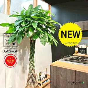 pLiҍ݁j 10 F ZA[g 1 yMERRt@Co[ziMoney treej JCGibcPachira aquatica