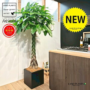 pLiҍ݁j 10 F t@Co[ L[u^ 픫 1 yMERRt@Co[ziMoney treej JCGibcPachira aquatica