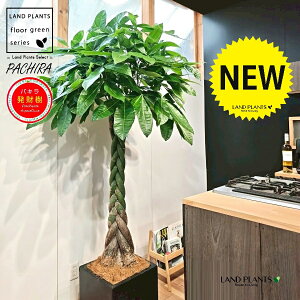 パキラ(編込み) 10号 黒色 ファイバー製 キューブ型 陶器鉢 1鉢 【内部受皿・ココファイバー】発財樹(Money tree) カイエンナッツPachira aquatica