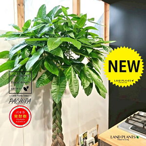 pLiҍ݁j 10 F t@Co[ L[u^ 픫 1 yMERRt@Co[ziMoney treej JCGibcPachira aquatica