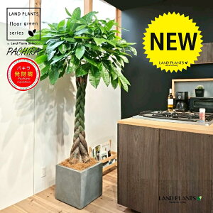 パキラ(編込み) 10号 灰色 ファイバー製 キューブ型 陶器鉢 1鉢 【内部受皿・ココファイバー】発財樹(Money tree) カイエンナッツPachira aquatica