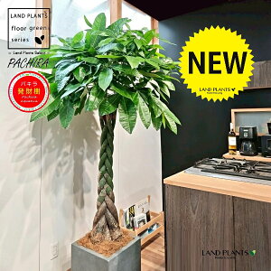 pLiҍ݁j 10 DF t@Co[ L[u^ 픫 1 yMERRt@Co[ziMoney treej JCGibcPachira aquatica