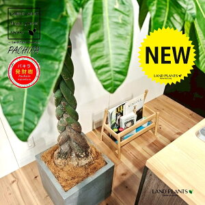 パキラ(編込み) 10号 灰色 ファイバー製 キューブ型 陶器鉢 1鉢 【内部受皿・ココファイバー】発財樹(Money tree) カイエンナッツPachira aquatica