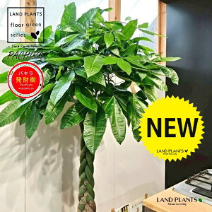 パキラ(編込み) 10号 灰色 ファイバー製 キューブ型 陶器鉢 1鉢 【内部受皿・ココファイバー】発財樹(Money tree) カイエンナッツPachira aquatica