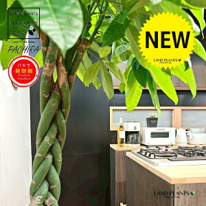 pLiҍ݁j 10 F t@Co[ L[u^ 픫 1 yMERRt@Co[ziMoney treej JCGibcPachira aquatica