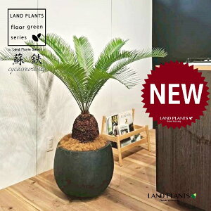 \ecihSj 10 F ۂĂ X^CbV Aؔ 1 yMERRt@Co[zqA Wpj[YETSEp[ Cycas revoluta Japanese sago palm