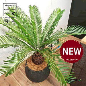 \ecihSj 10 F ۂĂ X^CbV Aؔ 1 yMERRt@Co[zqA Wpj[YETSEp[ Cycas revoluta Japanese sago palm