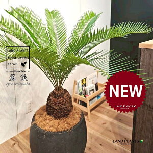 \ecihSj 10 F ۂĂ X^CbV Aؔ 1 yMERRt@Co[zqA Wpj[YETSEp[ Cycas revoluta Japanese sago palm