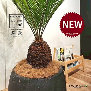 \ecihSj 10 F ۂĂ X^CbV Aؔ 1 yMERRt@Co[zqA Wpj[YETSEp[ Cycas revoluta Japanese sago palm
