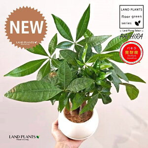 pLi3{dāj 4 F {[|bg M̎ vX`bN MTCY 1 yRRt@Co[z iMoney treej JCGibcPachira aquatica