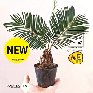 \ecihSj 3 |bgc 1 qA Wpj[YETSEp[ Cycas revoluta Japanese sago palm