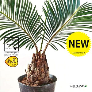 \ecihSj 3 |bgc 1 qA Wpj[YETSEp[ Cycas revoluta Japanese sago palm