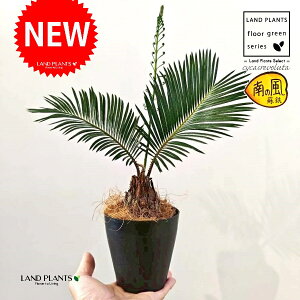 \ecihSj 4 F vX`bN 1 yRRt@Co[z qA Wpj[YETSEp[ Cycas revoluta Japanese sago palm