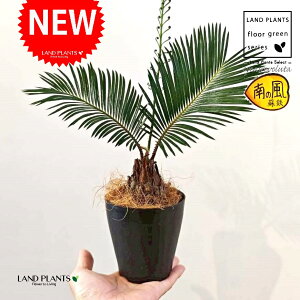 \ecihSj 4 F vX`bN 1 yRRt@Co[z qA Wpj[YETSEp[ Cycas revoluta Japanese sago palm
