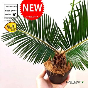 \ecihSj 4 F vX`bN 1 yRRt@Co[z qA Wpj[YETSEp[ Cycas revoluta Japanese sago palm