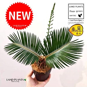 \ecihSj 4 F vX`bN 1 yRRt@Co[z qA Wpj[YETSEp[ Cycas revoluta Japanese sago palm