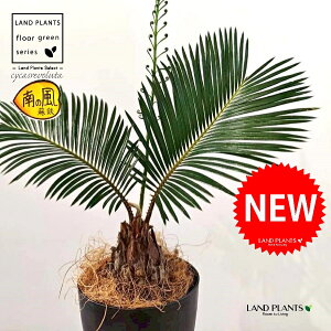 �\�e�c�i�h�S�j 4�� ���F �v���X�`�b�N�� 1�� �y�R�R�t�@�C�o�[�z ���q�A�� �W���p�j�[�Y�E�T�S�E�p�[�� Cycas revoluta Japanese sago palm