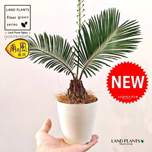 \ecihSj 4 F vX`bN 1 yRRt@Co[z qA Wpj[YETSEp[ Cycas revoluta Japanese sago palm