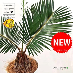 \ecihSj 4 F vX`bN 1 yRRt@Co[z qA Wpj[YETSEp[ Cycas revoluta Japanese sago palm