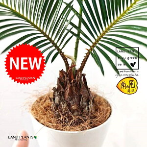 �\�e�c�i�h�S�j 4�� ���F �v���X�`�b�N�� 1�� �y�R�R�t�@�C�o�[�z ���q�A�� �W���p�j�[�Y�E�T�S�E�p�[�� Cycas revoluta Japanese sago palm