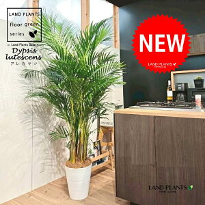 V̖؁iAJVj 10 F ZA[g 1 yRRt@Co[EMz q q̖ V VmL Vmj }hV RKl^PVi|qj Dypsis lutescens Chrysalidocartpu