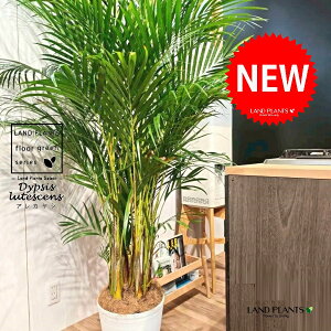 V̖؁iAJVj 10 F ZA[g 1 yRRt@Co[EMz q q̖ V VmL Vmj }hV RKl^PVi|qj Dypsis lutescens Chrysalidocartpu