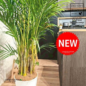 V̖؁iAJVj 10 F ZA[g 1 yRRt@Co[EMz q q̖ V VmL Vmj }hV RKl^PVi|qj Dypsis lutescens Chrysalidocartpu