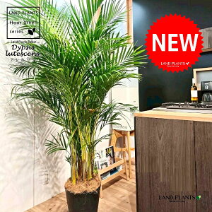 V̖؁iAJVj 10 F ZA[g 1 yRRt@Co[EMz q q̖ V VmL Vmj }hV RKl^PVi|qj Dypsis lutescens Chrysalidocartpu