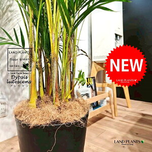 V̖؁iAJVj 10 F ZA[g 1 yRRt@Co[EMz q q̖ V VmL Vmj }hV RKl^PVi|qj Dypsis lutescens Chrysalidocartpu