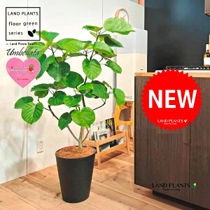 Ex[^i؂̎R`j 10 F ZA[g 1 yMERRt@Co[z tBJX tBJXEx[^ S S̖ Ex[^ E_x[^ Ficus umbellata