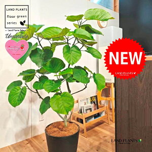 Ex[^i؂̎R`j 10 F ZA[g 1 yMERRt@Co[z tBJX tBJXEx[^ S S̖ Ex[^ E_x[^ Ficus umbellata