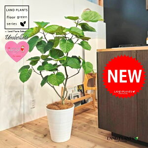 Ex[^i؂̎R`j 10 F ZA[g 1 yMERRt@Co[z tBJX tBJXEx[^ S S̖ Ex[^ E_x[^ Ficus umbellata