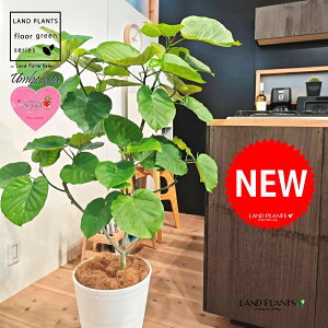 Ex[^i؂̎R`j 10 F ZA[g 1 yMERRt@Co[z tBJX tBJXEx[^ S S̖ Ex[^ E_x[^ Ficus umbellata