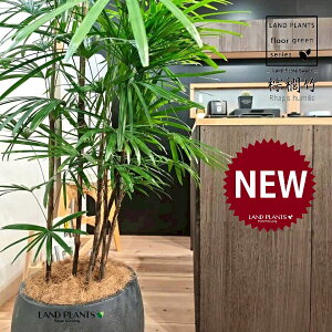 【古典園芸植物】 シュロチク:棕櫚竹(複数本株立ち) 10号 黒色 ぽってり スタイリッシュ 植木鉢 【ココファイバー・受皿】 棕梠竹 観棕竹 カンシュウチク ラピス カンノン竹 棕梠竹 シュ