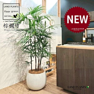 【古典園芸植物】 シュロチク:棕櫚竹(複数本株立ち) 10号 白色 ぽってり スタイリッシュ 植木鉢 【ココファイバー・受皿】 棕梠竹 観棕竹 カンシュウチク ラピス カンノン竹 棕梠竹 シュ