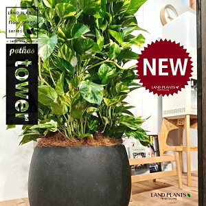 【借りずに買おう!】 ポトス(タワー) 10号 黒色 ぽってり スタイリッシュ 植木鉢 【ココファイバー・受皿】 (4本支柱仕立て) ポトスタワー オウゴンカズラ(黄金葛) Pothos tower Epipremnum a