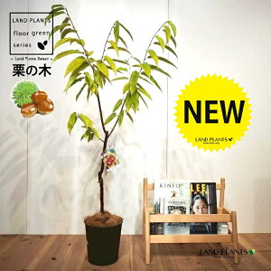 EIiOE񂴂j 7 vX`bNc 1 yRRt@Co[z ̖ I̖ } marron Castanea crenata