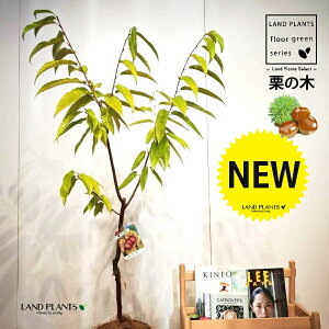 EIiOE񂴂j 7 vX`bNc 1 yRRt@Co[z ̖ I̖ } marron Castanea crenata