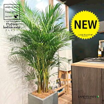 楽天市場】テーブルヤシ（高さ（植物）131cm ～）（観葉植物｜花・観葉 
