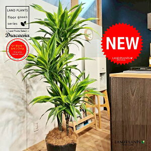 hZii175cmF[lbL[FCj 10 F ZA[g 1 yMERRt@Co[zhZi[lbL[ hZi[lbL[C VV}Zl{N Dracae