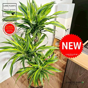 hZii175cmF[lbL[FCj 10 F ZA[g 1 yMERRt@Co[zhZi[lbL[ hZi[lbL[C VV}Zl{N Dracae